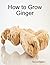 How to Grow Ginger