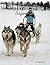 Dog Sledding for Beginners