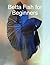 Betta Fish for Beginners