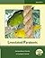 Lineolated Parakeets: Extraordinary Parrots in Compact Format