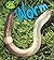 Worm (Bug Books)