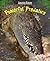 Powerful Predators (Amazing Nature)