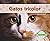 Gatos/ Cats