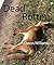 Dead Rotten