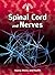 Spinal Cord and Nerves (Body Focus)