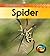Life Cycle of a Spider (Young Explorer: Life Cycles)