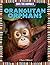 Orangutan Orphans (Save the Animals)