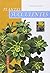 Plantes succulentes