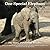 One Special Elephant
