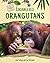 Endangered Orangutans
