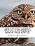 Adult Coloring Book for Owls