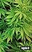 Legalize It by J.D. Martin