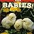 Barn Babies! (Babies! (Farcountry Press))