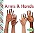 Arms & Hands (Your Body)