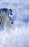 Alive! zebra stri...