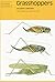 Grasshoppers (Naturalists' ...