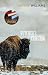 Butcher's Crossing by John  Williams