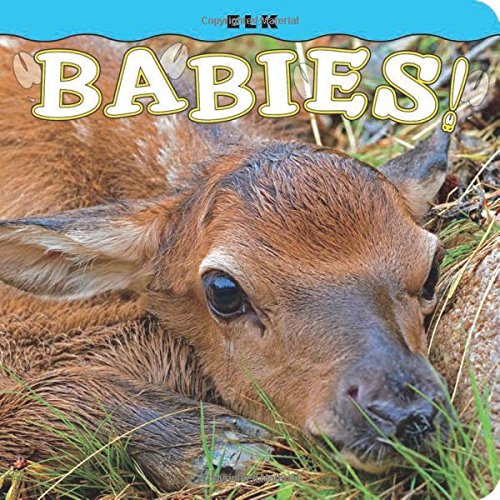 Elk Babies! (Babies! (Farcountry Press))