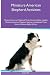 Miniature American Shepherd...