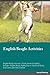 English Beagle Activities E...