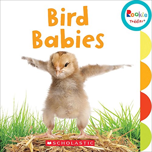 Bird Babies (Board Book)