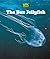 The Box Jellyfish (Toxic Creatures)