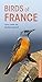 Birds of France