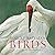Birds by Kathryn Dean