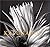 Kapunahou: In Celebration o...