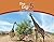 Giraffe: The Big 5 and othe...