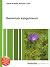 Geranium Sanguineum