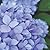 My Calendar 2018: Heavenly Hydrangeas Edition (House of Ivy)