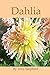 Dahlia