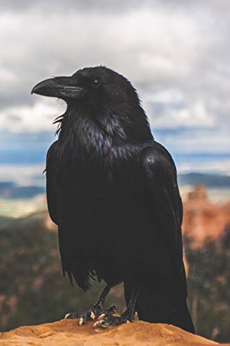 Call of the Crow: A Witch's Grimoire (Paperback)