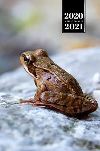 Frog Toad Week Planner Weekly Organizer Calendar 2020 / 2021 - On Stones: Cute Wildlife Animal Pet Bullet Journal Notebook Diary in 6" x 9" Inch Pocket Size (Paperback)