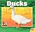 Ducks (Farm Animals)
