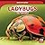 Ladybugs Up Close