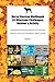 Borzoi Russian Wolfhound 20 Milestone Challenges: Outdoor & Activity Borzoi Russian Wolfhound Milestones for Memorable Moments, Outdoor Fun, Socialization, Agility, Training Volume 3