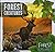 Forest Creatures (Forest Explorer)