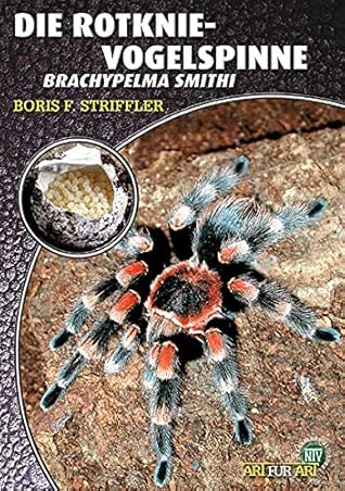 Die Rotknie-Vogelspinne Brachypelma smithi