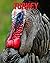 Turkey: Children Book of Fu...