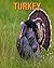 Turkey by Pam Phillips