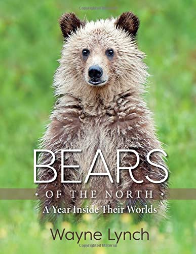 Bears of the North: A Year Inside Their Worlds (Hardcover)