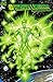Green Lantern: The Power of Ion