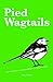 Pied Wagtails