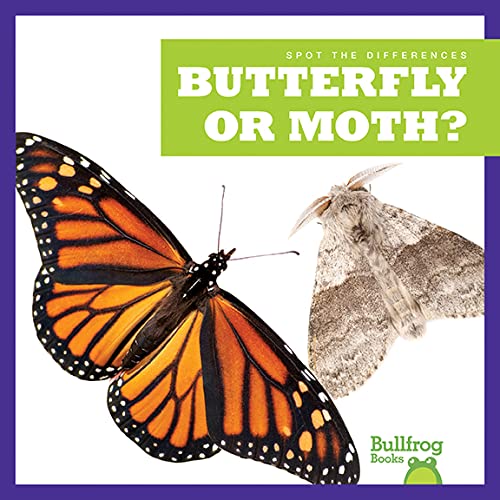 Spot the Difference: Butterfly or Moth? (Hardcover)