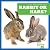 Spot the Difference: Rabbit or Hare?