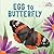 Life Cycles Egg To Butterfly by Rachel Tonkin Life Cycles Egg To Butterfly by Rachel Tonkin