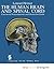 The Human Brain and Spinal Cord: Functional Neuroanatomy and Dissection Guide