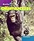 Chimpanzees (Really Wild)